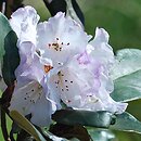 Rhododendron rufum