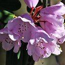 znalezisko 20150421.1.js - Rhododendron oreodoxa (różanecznik dekoracyjny); Arboretum Wojsławice