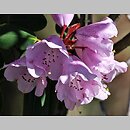 znalezisko 20150421.9.js - Rhododendron oreodoxa (różanecznik dekoracyjny); Arboretum Wojsławice
