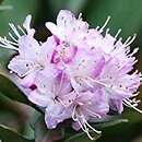 Rhododendron racemosum (rÃ³Å¼anecznik groniasty)