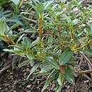 Rhododendron glaucophyllum (różanecznik niebieskolistny)