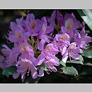 znalezisko 20120519.97.js - Rhododendron ponticum (różanecznik pontyjski); Ogród Botaniczny we Wrocławiu