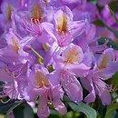Rhododendron Grupa 1a Ponticum - <a href=
