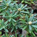Rhododendron complexum (rÃ³Å¼anecznik splÄ…tany)