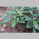 znalezisko 20200829.38.js - Rhododendron argyrophyllum ssp. nankingense (różanecznik srebrnolistny nankiński); Arboretum Wojsławice