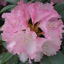 Rhododendron Arabella