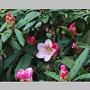 znalezisko 20090815.30.js - Rhododendron ‘Bashful’; Arboretum Wojsławice