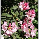 znalezisko 20170513.8.js - Rhododendron ‘Bashful’; OB Uniw. Wrocławskiego