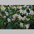 znalezisko 20120505.52.js - Rhododendron ‘Bernstein’; Arboretum Wojsławice
