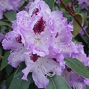 Rhododendron Blue Peter