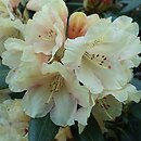 Rhododendron Bohlken's Juditha