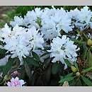 znalezisko 20120505.51.js - Rhododendron ‘Boule de Neige’; Arboretum Wojsławice