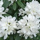 znalezisko 20170513.7.js - Rhododendron ‘Boule de Neige’; OB Uniw. Wrocławskiego