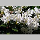 znalezisko 20120505.48.js - Rhododendron ‘Claudine’; Arboretum Wojsławice