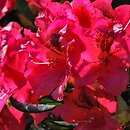 Rhododendron Corinna