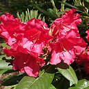 Rhododendron Django