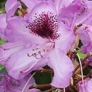 Rhododendron Durantik