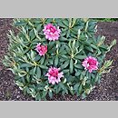 znalezisko 20190503.20.js - Rhododendron-Azalea ‘Erika’; Arboretum Wojsławice