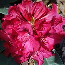 Rhododendron Europa 93