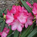 Rhododendron Fantastica