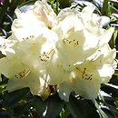 Rhododendron Festivo