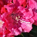 Rhododendron HachrÃ¼h
