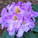 Rhododendron Frundsberg