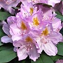 Rhododendron Genoveva
