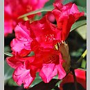 znalezisko 20150421.5.js - Rhododendron ‘Gertrud Schäle’; Arboretum Wojsławice