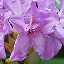 Rhododendron Goldfinger