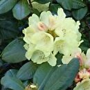 Rhododendron Goldprinz