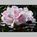 Rhododendron Grugaperle