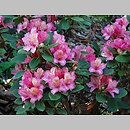 znalezisko 20190503.13.js - Rhododendron ‘Hachmann's Brasilia’; Arboretum Wojsławice
