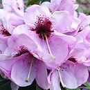 Rhododendron Hachmanns Mamamia