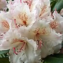Rhododendron Hachmanns Mikado