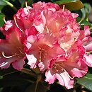 Rhododendron Hachmanns Minkin