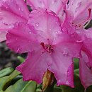 Rhododendron Hellikki