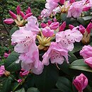 Rhododendron Jackwill