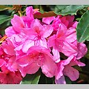 znalezisko 20140607.6.js - Rhododendron ‘Kalinka’; Botanická zahrada Liberec