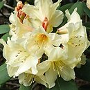 Rhododendron Karibia