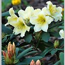 znalezisko 20170506.6.js - Rhododendron ‘Karibia’; Arboretum Wojsławice