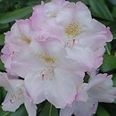 Rhododendron Ken Janeck