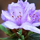 Rhododendron Krumlov