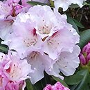 Rhododendron Lamentosa