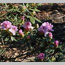 znalezisko 20190503.11.js - Rhododendron ‘Lamentosa’; Arboretum Wojsławice