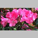 znalezisko 20170506.7.js - Rhododendron ‘Lampion’; Arboretum Wojsławice