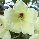 Rhododendron Linsweger Gold