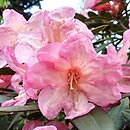 Rhododendron Malwine