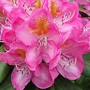 Rhododendron Midsummer