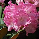 Rhododendron Maifreude